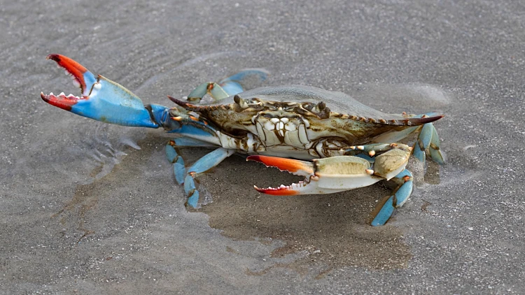Blue,crab,(callinectes,sapidus),close,up,,texas,,galveston