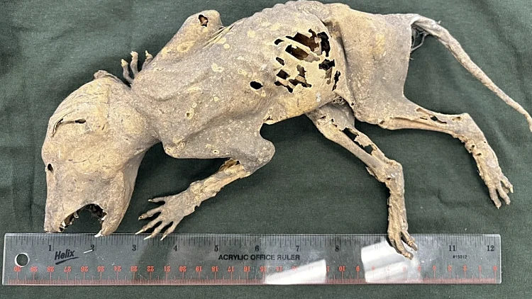 Msu Campus Archaeology Program