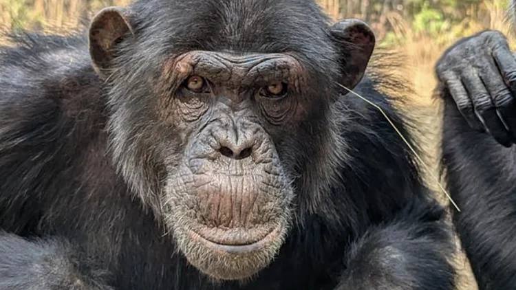 Chimfunshi Wildlife Orphanage 