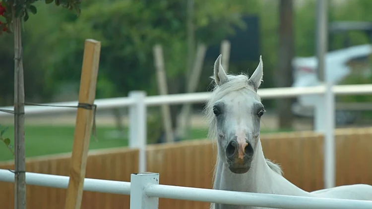 בלונים, סוסים ומנופים: 3 פעילויות ללא עלות לכל המשפחה