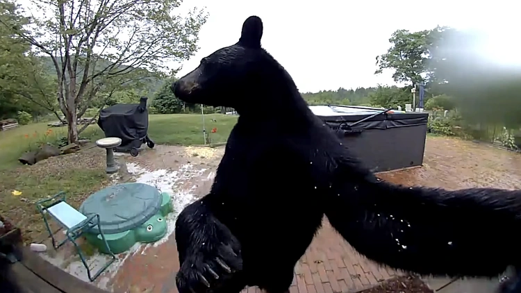 הדיירים הופתעו: דוב שחור צלצל בפעמון וניסה להיכנס לג'קוזי