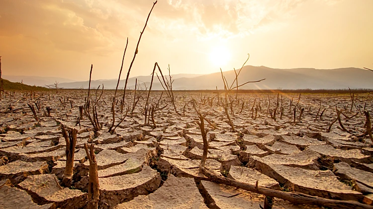 Dead,trees,on,dry,cracked,earth,metaphor,drought,,water,crisis