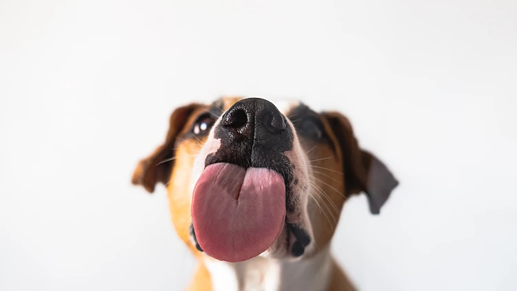 Dog,with,licking,tongue,,close Up,view,,shot,through,the,glass.