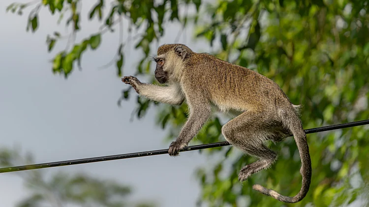 Waving,vervet,monkey,(chlorocebus,pygerythrus),walking,on,an,electricity,cable.