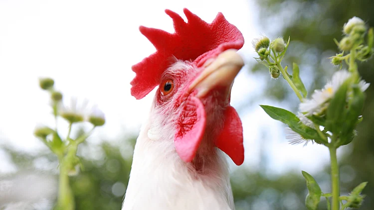 Close,up,portrait,chicken,searching,insects,in,grass.white,chicken,head