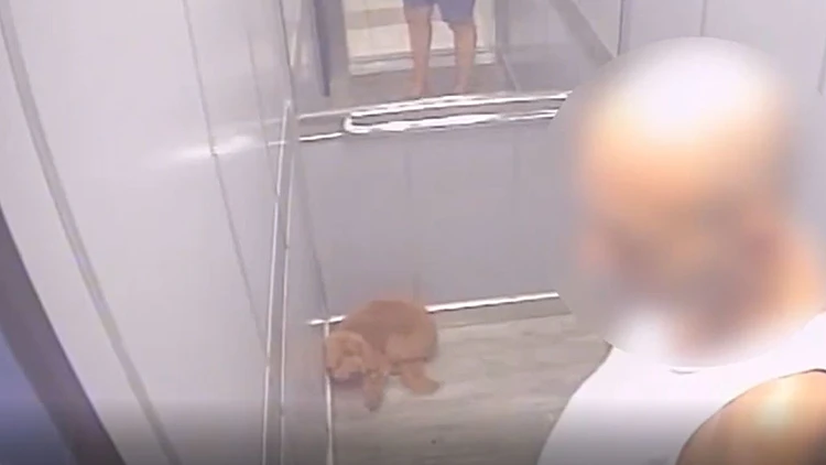 תיעוד קשה: תושב אור יהודה נעצר בחשד שהתעלל בכלבו