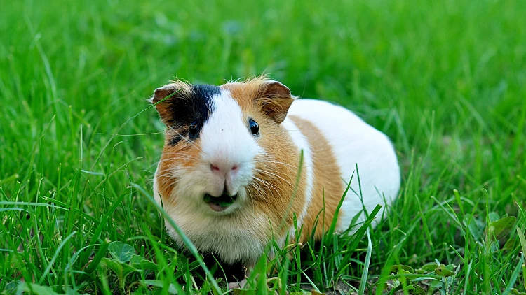 Guinea,pig,eating,grass