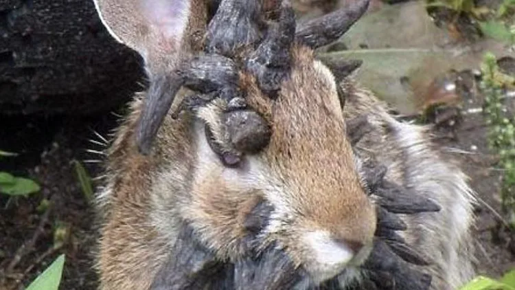 ארנבון הנגוע בנגיף