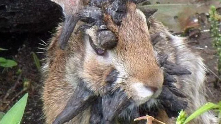 ארנבונים נגועים בנגיף פפילומה מעוררים דאגה בקרב התושבים