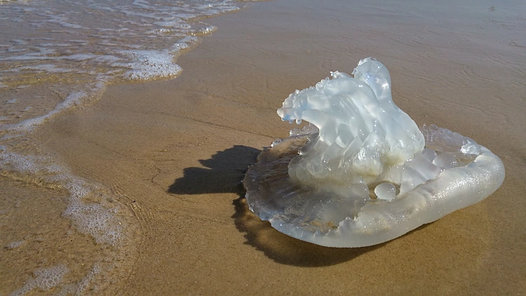 Rhopilema,nomadica,jellyfish,at,the,mediterranean,sea.,it,has,vermicular