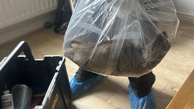 העכברוש הענק שנתפס