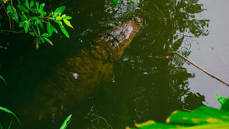 Crocodile,swimming,stealthily,in,the,river,waters