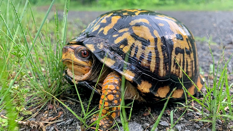 Eastern,box,turtle,along,the,side,of,a,trail
