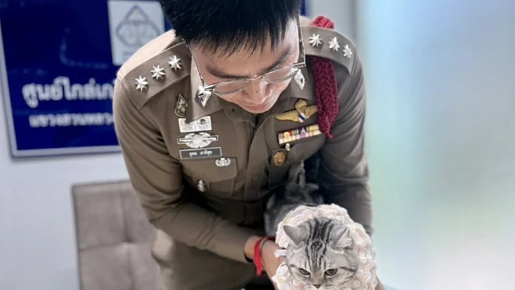 מעצרה של החתולה