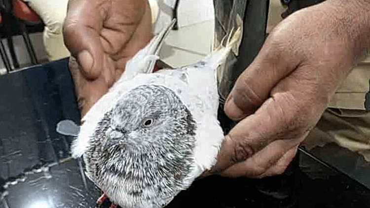 היונה שנתפסה בהודו