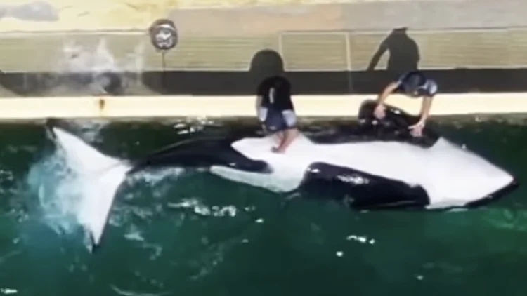 מטפלים גירו מינית לוויתן כדי למנוע ממנו להזדווג עם אימו