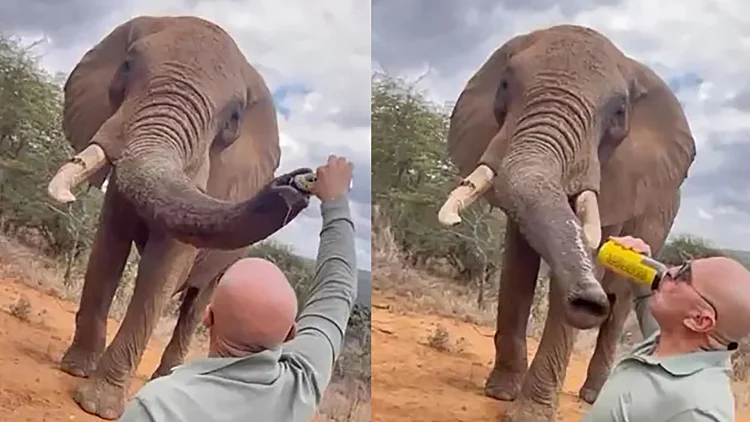נתן לפיל לשתות בירה ועורר סערה