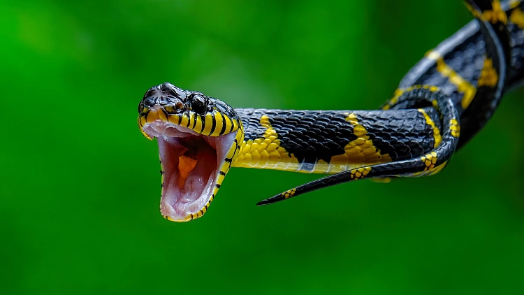 Head,close,up,of,a,gold Ringed,cat,snake
