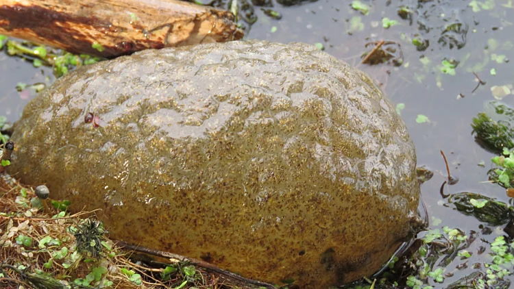 "magnificent,bryozoan",also,knows,as,sea,mats;,moss,animals;,lace