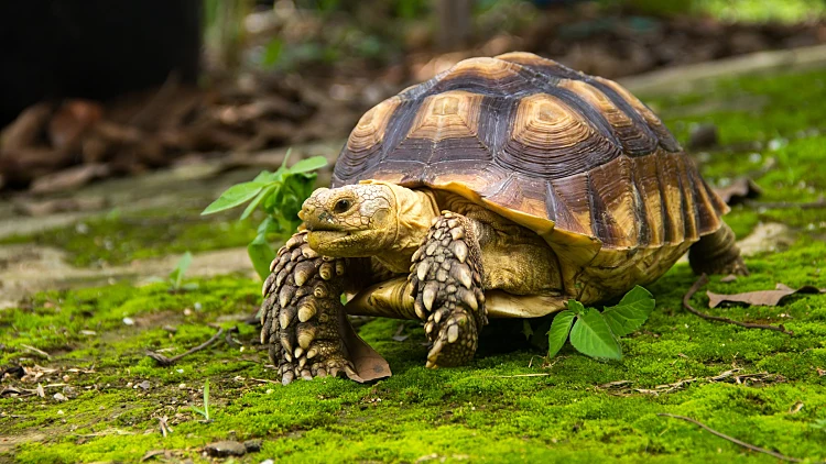 Land,turtle,in,its,natural,environment.,cute,turtle,,sulcata,tortoise,