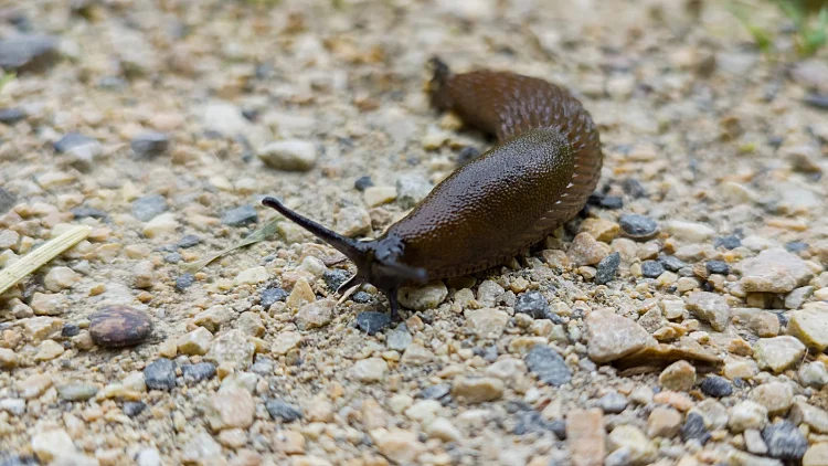 Brown,slug,crawling,along,the,road