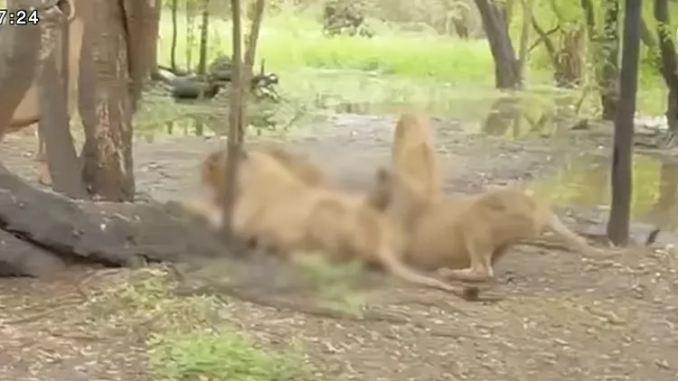 המדריך נטרף על ידי אריות לעיניי המבקרים