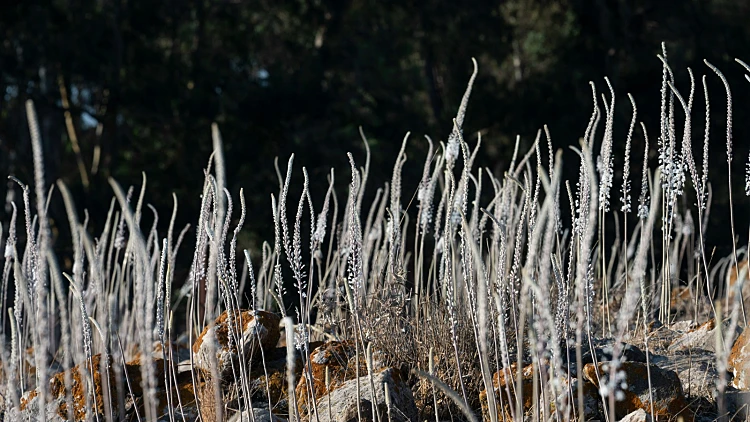 פריחת החצבים ברמת הגולן