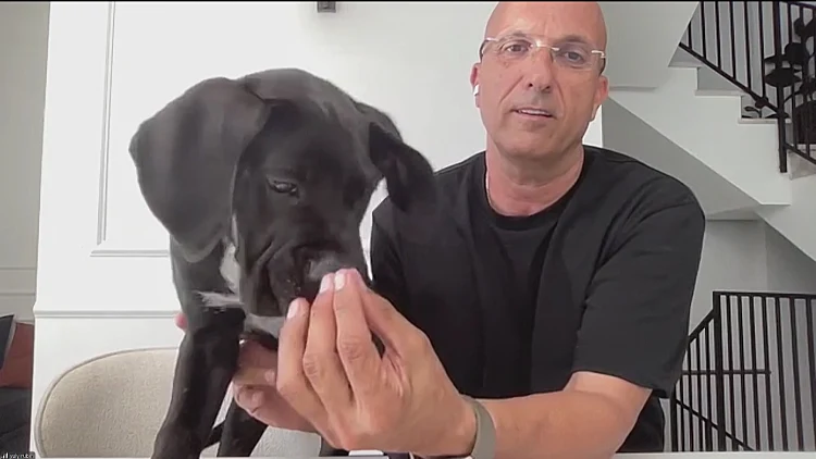 "השתולל בתוך המים": בעל הכלב קפץ לבריכה והציל אותו מטביעה