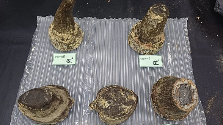 קרני הקרנף שנתפסו