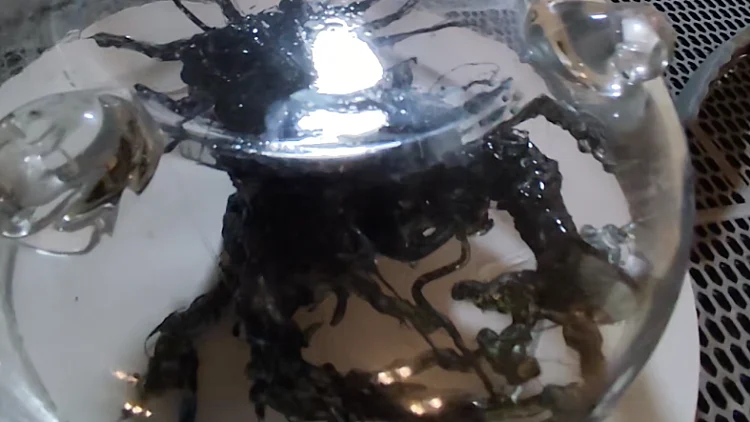 צעיר מפנמה טוען כי מצא "יצור חייזרי" שניזון מאור