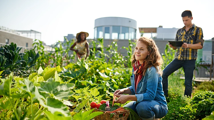אנשים בגינה קהילתית על גג בעיר