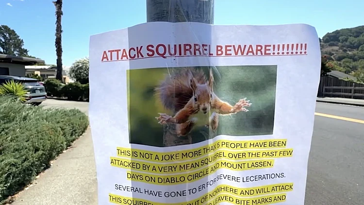 Squirrel