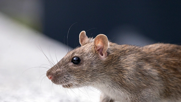 Close ,up,of,a,big,rat