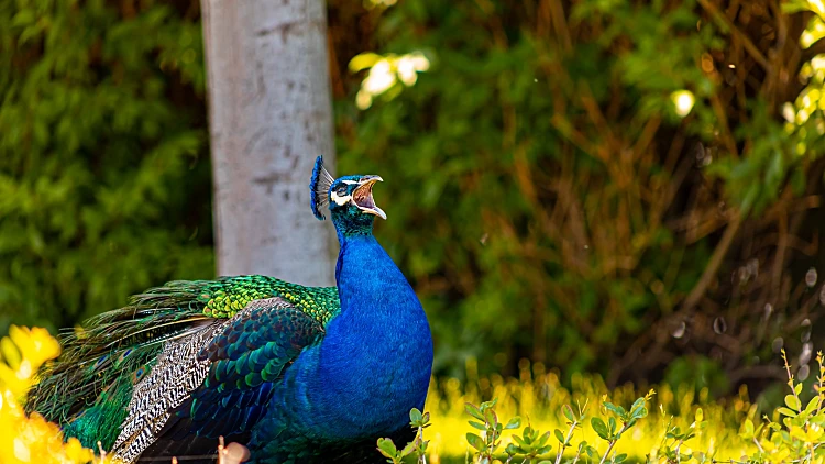 Beautiful,blue,bird,peacock,looks,around,the,territory,of,the