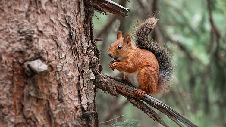 Eurasian,red,squirrel,eating,nuts,while,sitting,on,a,broken
