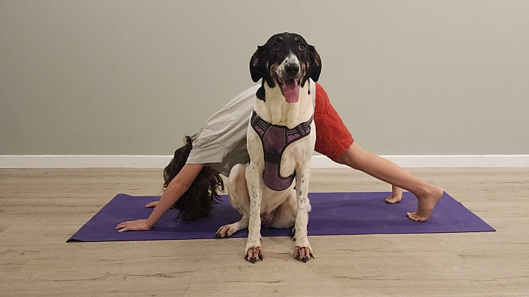 תנוחת הכלב. תערוכת "יוגה וחיות אחרות" במוזיאון האדם והחי