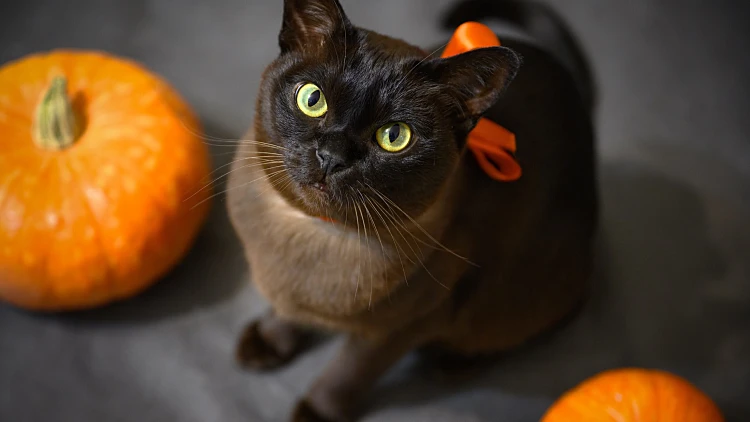 Burma,cat,and,pumpkins,on,halloween,party,,portrait,of,brown