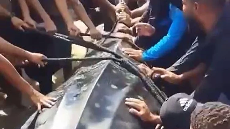 סוף עצוב: הכריש שנצפה בחופי הארץ ניצוד בעזה