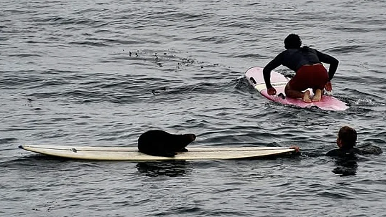 לוטרה תקפה גולשת