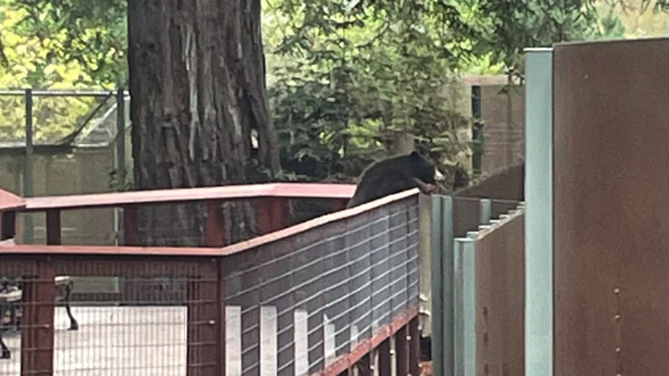 דוב שחור פראי פרץ לגן החיות