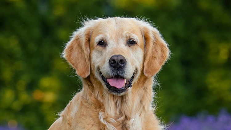 Dog,golden,retriever,labrador,in,a,field,of,lavender,flowers