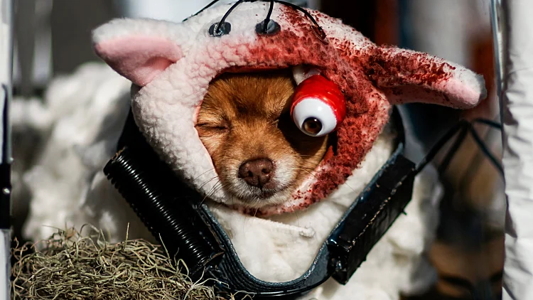 Tompkins Square Halloween Dog Parade In New York