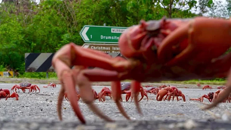 מיליוני סרטנים הציפו את הרחובות – וזה דווקא סימן טוב