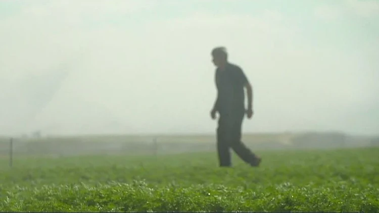 עד התלם האחרון: החקלאים מקווי הגבול חוזרים לשקם את האדמות