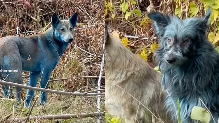 הכלבים הכחולים שנצפו בצ'רנוביל