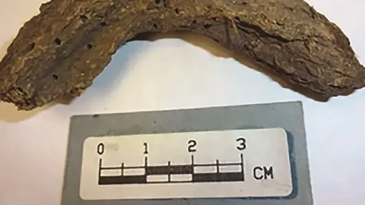 דגימת צואה שנלקחה מ"מערכת הילדים המתים"