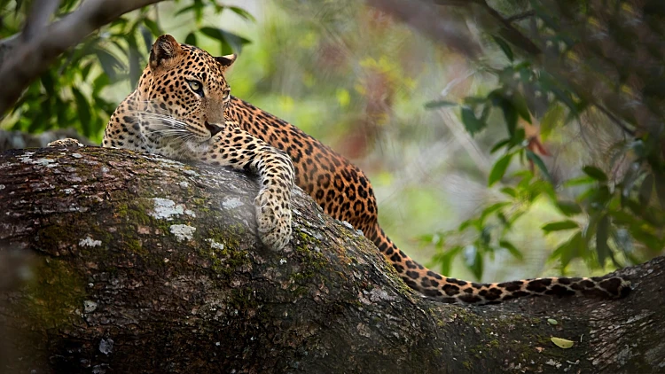 Sri,lankan,leopard,,panthera,pardus,kotiya,,laying,on,a,tree,