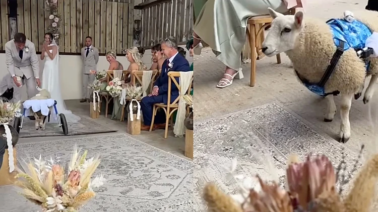 כבשה נכה שימשה כנושאת טבעת בחתונה מרגשת