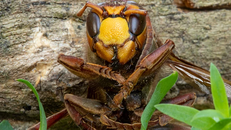 Giant,hornet,,mandarin,wasp,,striking,colors,,sharp,macro,photography
