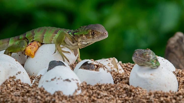 Baby,green,iguana,hatching,from,egg,on,pile,of,sand